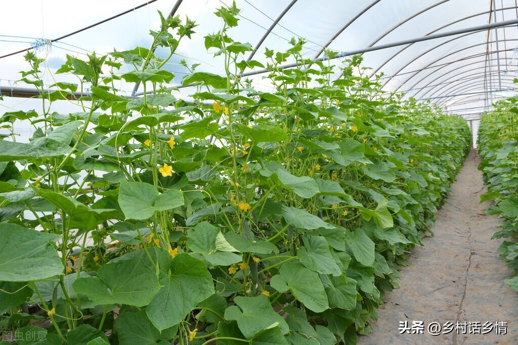 种植蔬菜时如何使用红糖生根水,红糖生根如何避免虫害