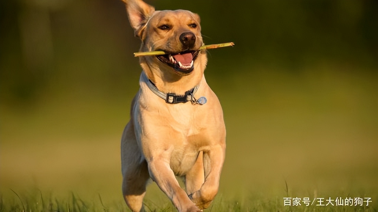 十个关于狗狗的冷知识,十个狗狗冷知识了解一下