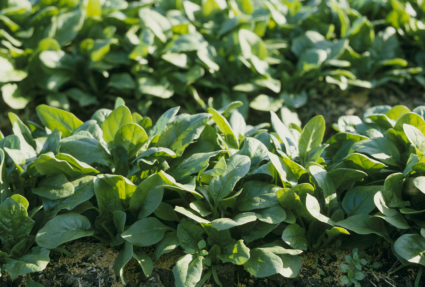 不保养皮肤衰老会更加严重吗,怎么保养脸部皮肤不衰老