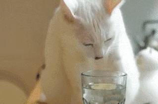 颜值超高的中华田园猫大科普,颜值爆表的8种中华田园猫