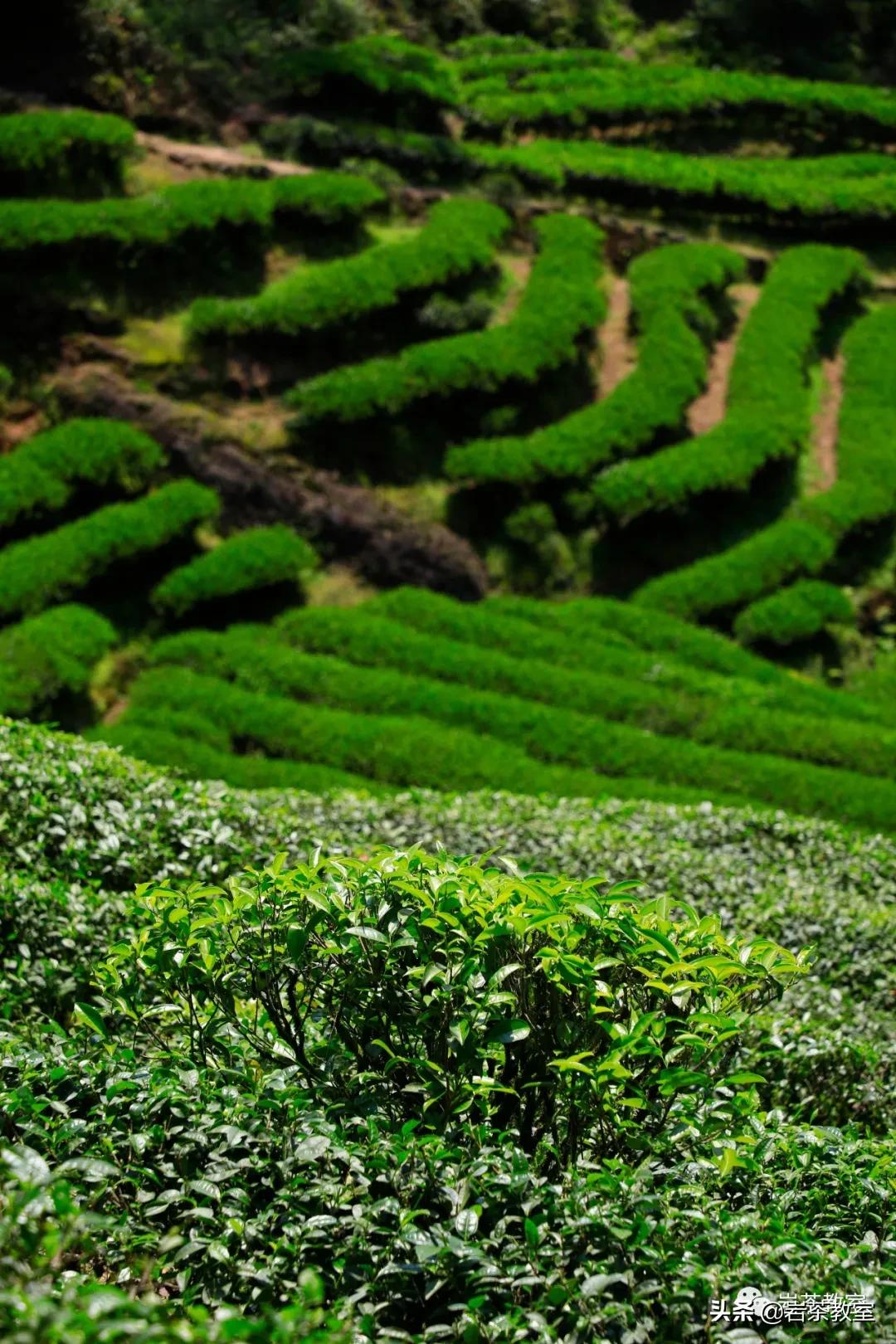 山场主人徐发文|做好丹苑仅有的六斤水金龟很麻烦,也很好玩