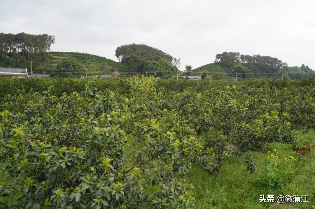 【两个替代，我来说】收购价高达4.5元/斤，高品质果子究竟是如何“炼成”的？