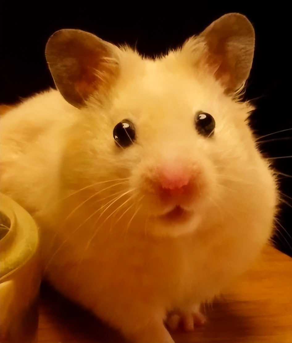 仓鼠很可爱的时候,仓鼠可爱的时候