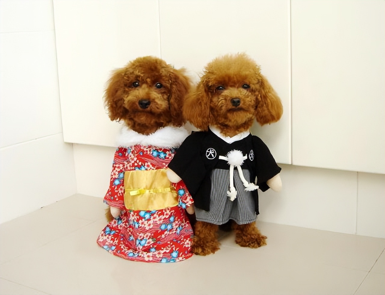 最爱吃醋的小奶狗,最爱吃醋狗狗