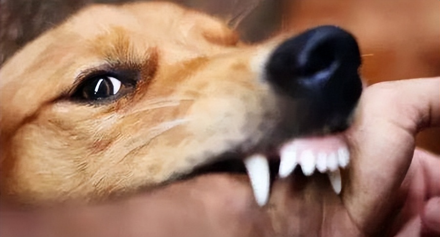 猫得了狂犬病一定会表现出症状吗,狂犬病初期症状一般在被咬几天后