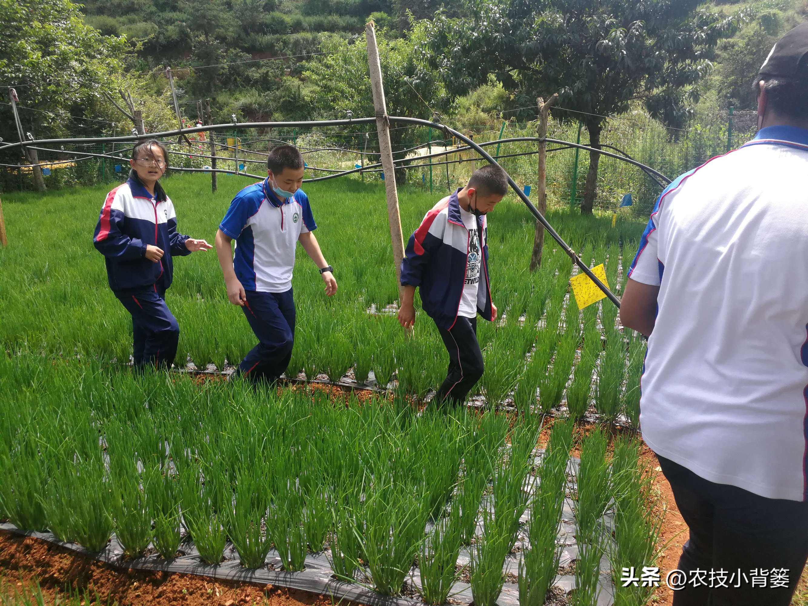 小香葱的种植方法与时间,小香葱播种多久可以采收