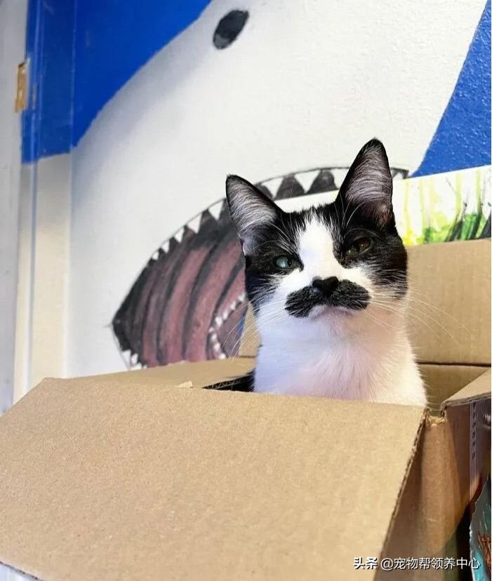 猫咪天生脸圆小鼻子大眼,猫咪小时候有多可爱长大就有多帅