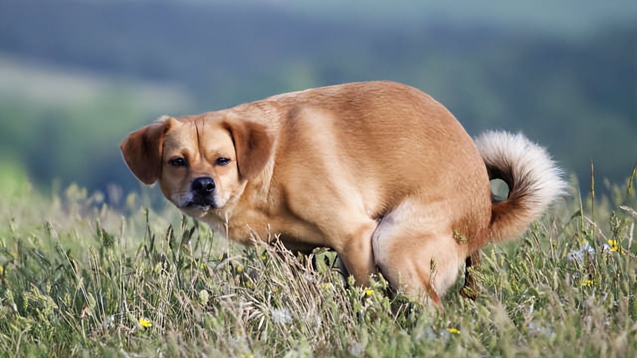 给狗狗收拾便便狗狗为什么要看你,为什么狗狗总喜欢在你拉屎的时候