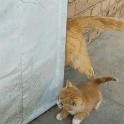 养猫要买的和不要买的,买猫一时爽养猫火葬场的意思