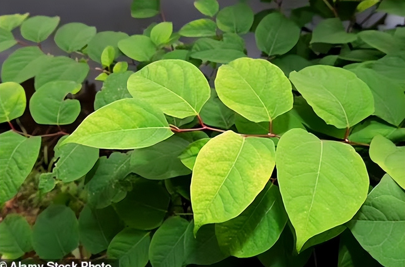 新买的房子花园里发现了日本虎杖，他成功起诉卖家，赔偿12万英镑