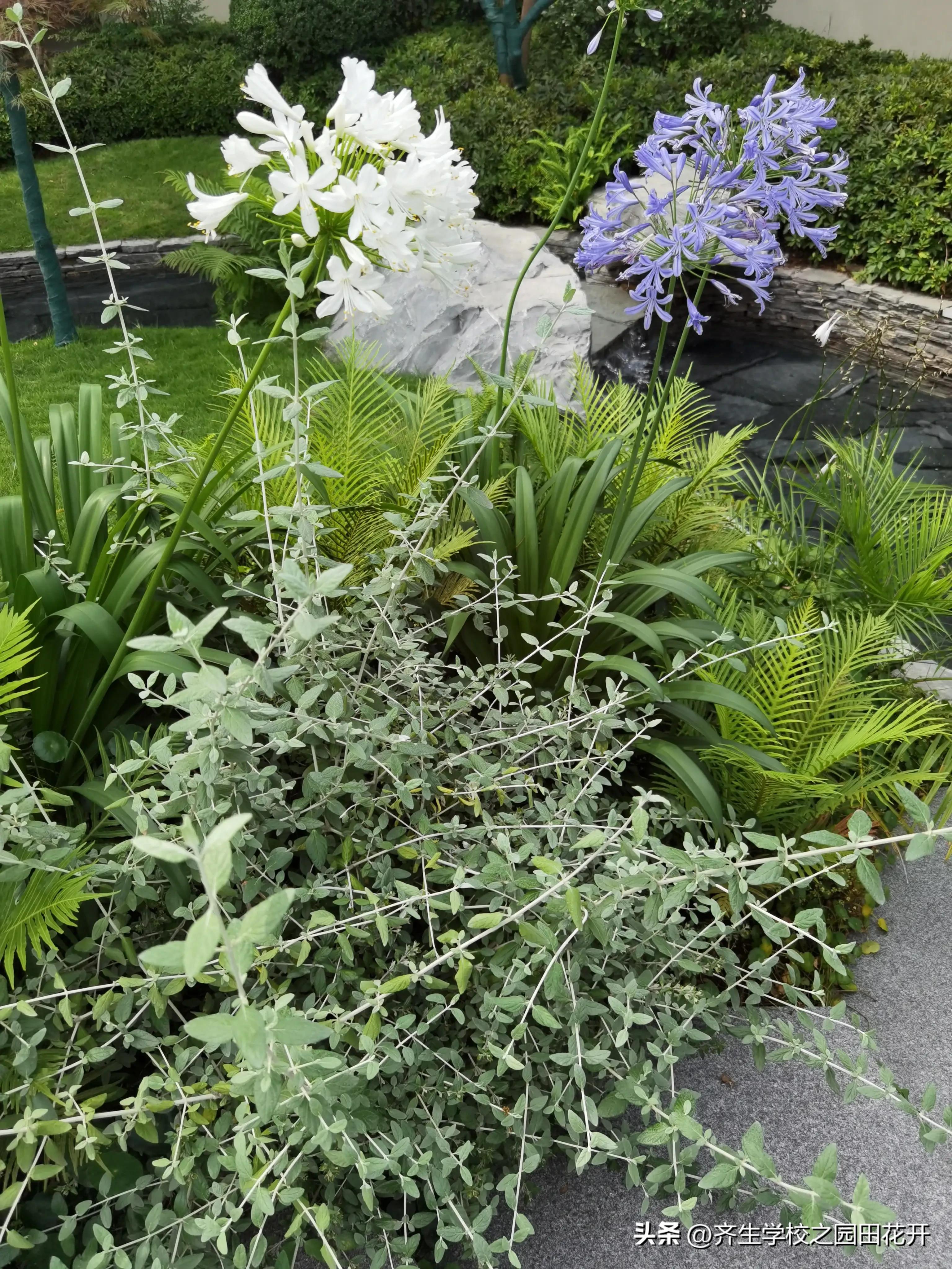 理想花园质量问题,花园庭院设计2024年新趋势