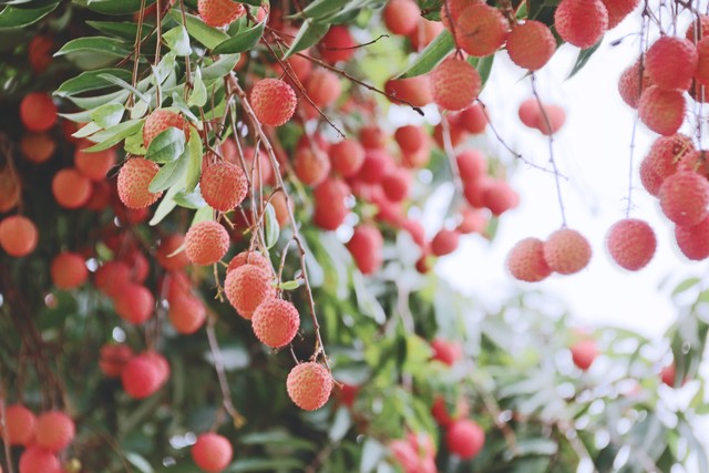 南方夏季推荐的水果有哪些,南方一年四季都要吃的水果