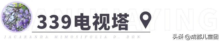 成都武晋路蓝花楹,昆明街头蓝花楹绽放成梦幻花海