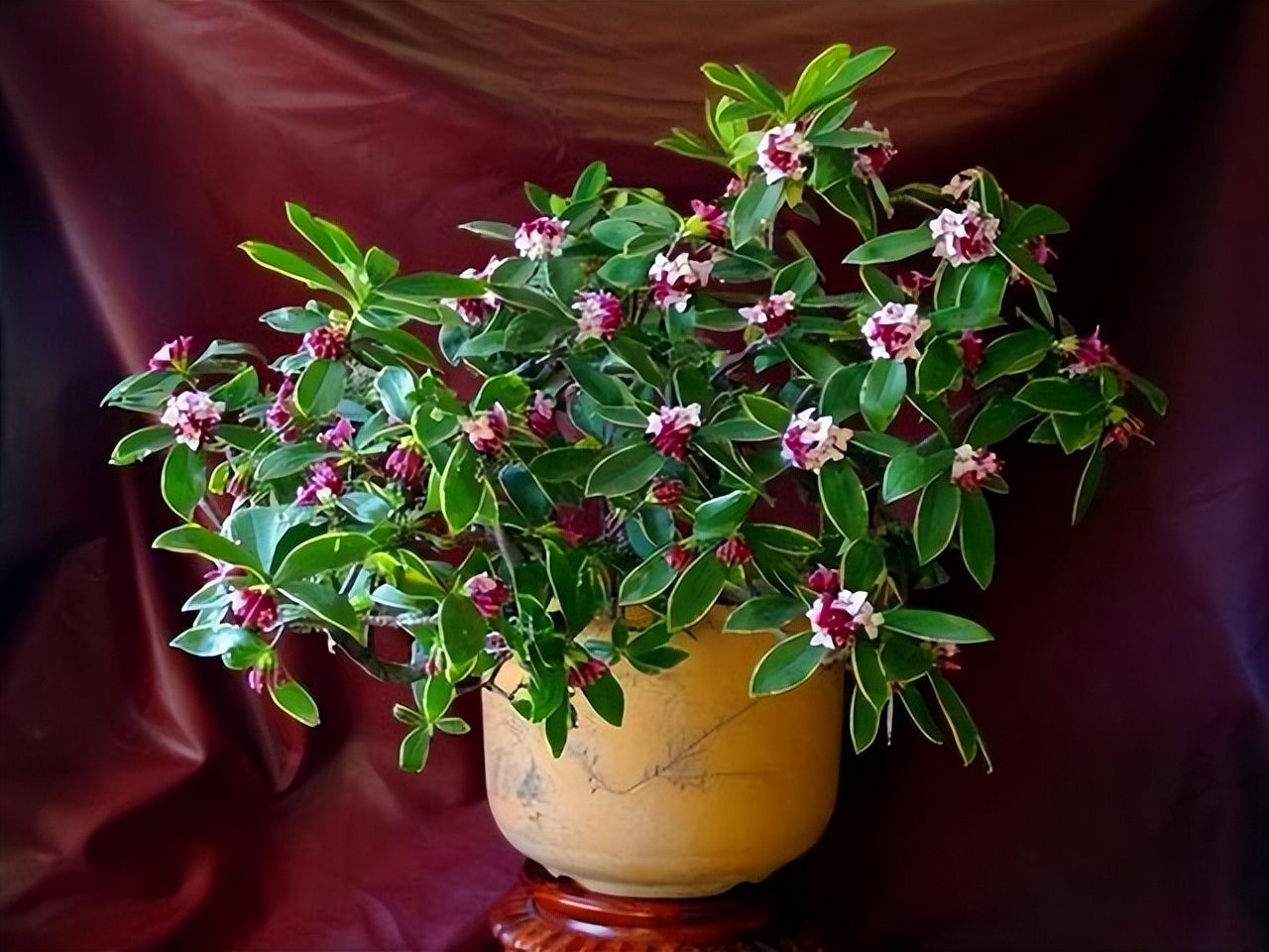 春节不能错过的3种花,逛花市买花需注意什么