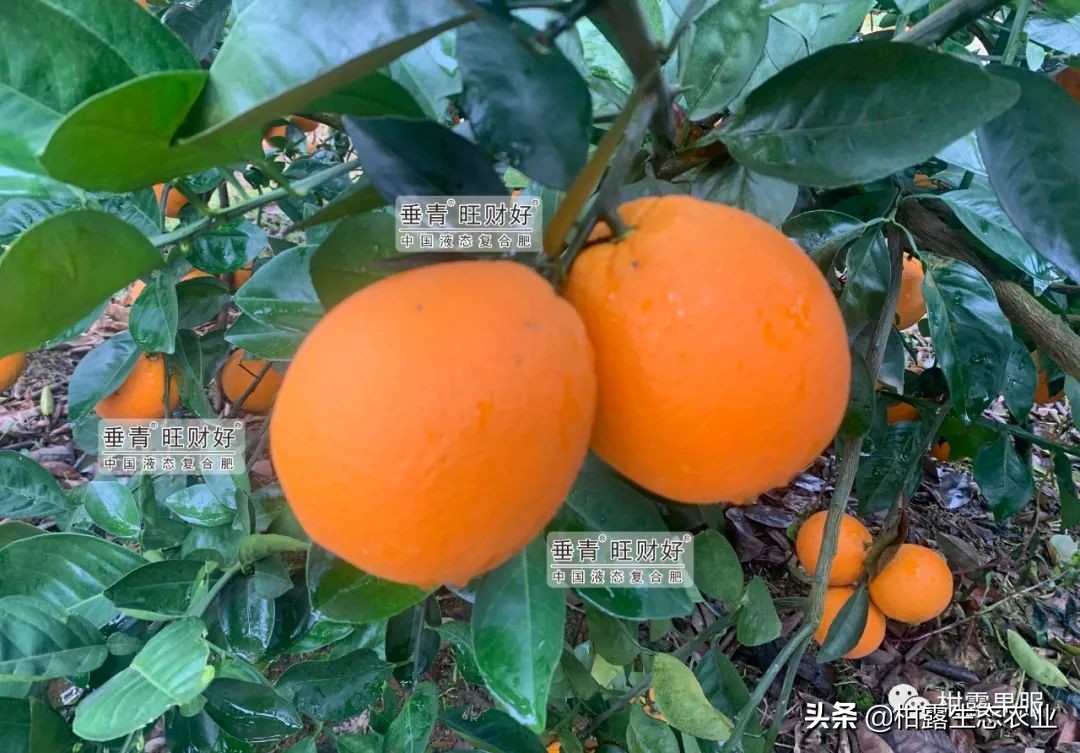 最有潜力的柑橘新品种是哪种,金桂蜜春橙简介