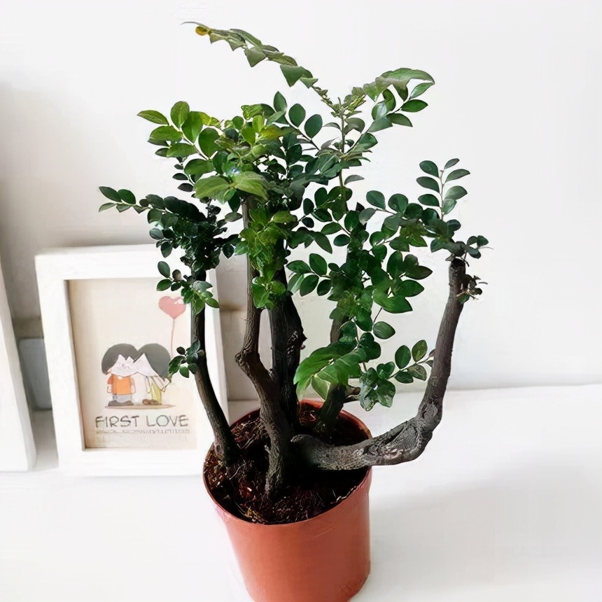 小叶紫檀盆栽的正确养殖方法,小叶紫檀盆栽养殖方法和注意事项