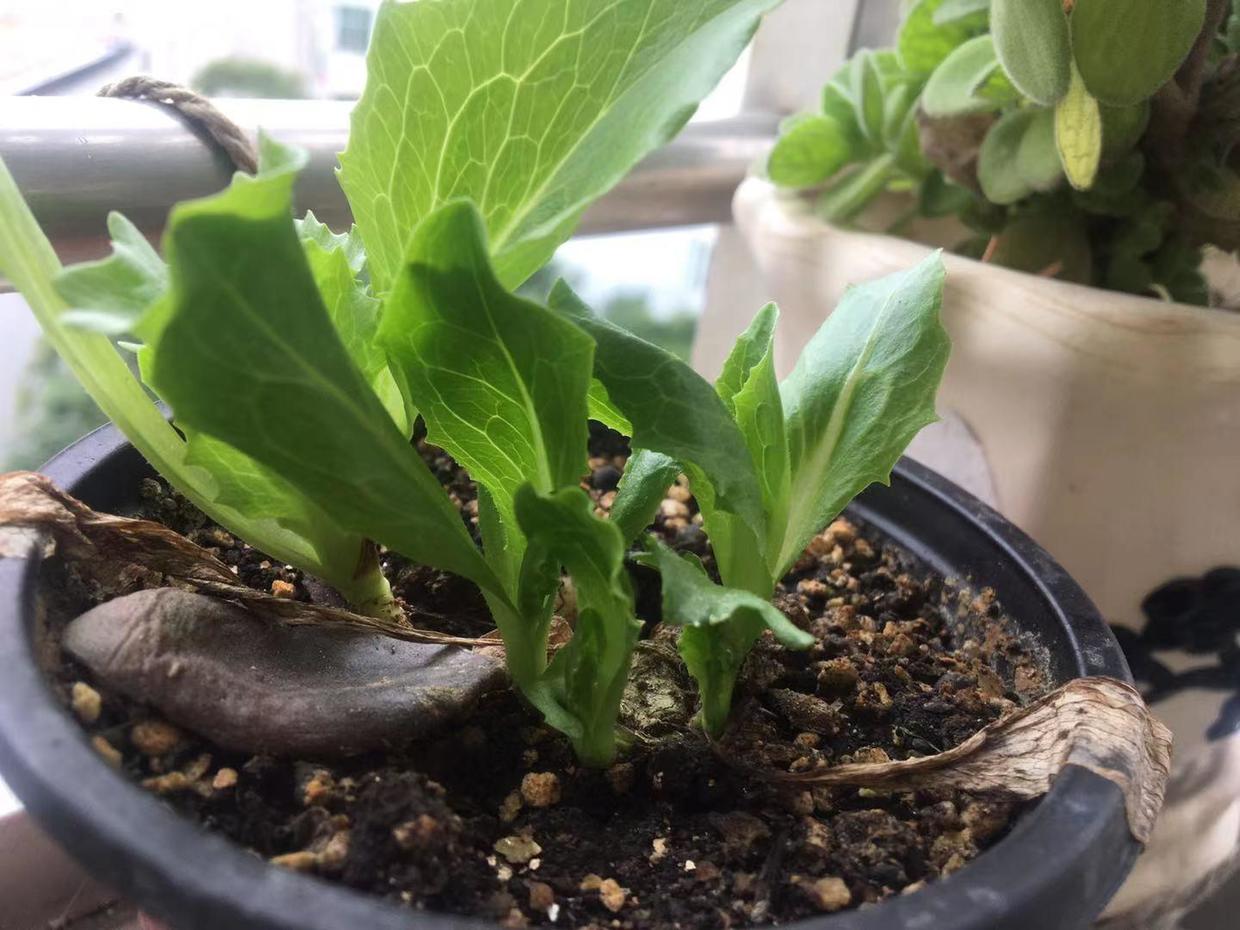 低碳低脂低糖蔬菜,低糖高钙蔬菜