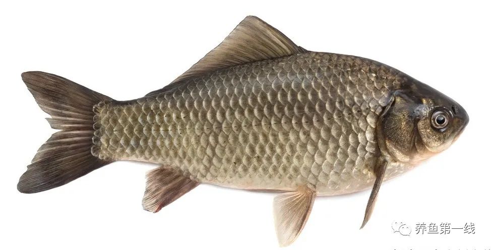 异育银鲫人工繁殖技术规程,异育银鲫特征