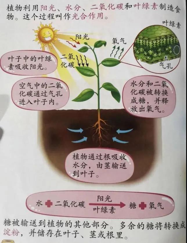 关于人造淀粉,人造淀粉是伪科学