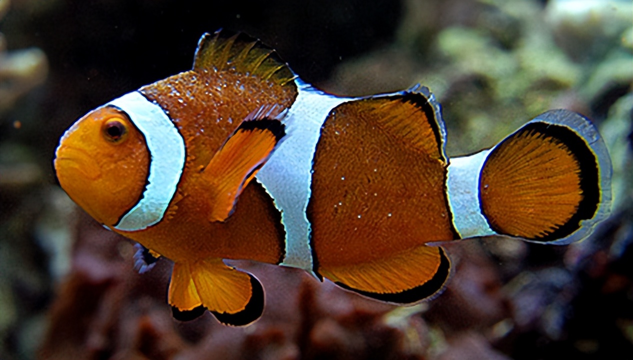 海缸白点病原因,海缸白点越来越多