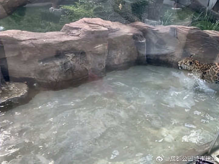 成都动物园周边展览馆,成都动物园豹