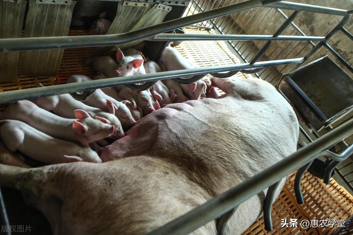 养猪要懂得猪的病情,养猪不知道喂什么