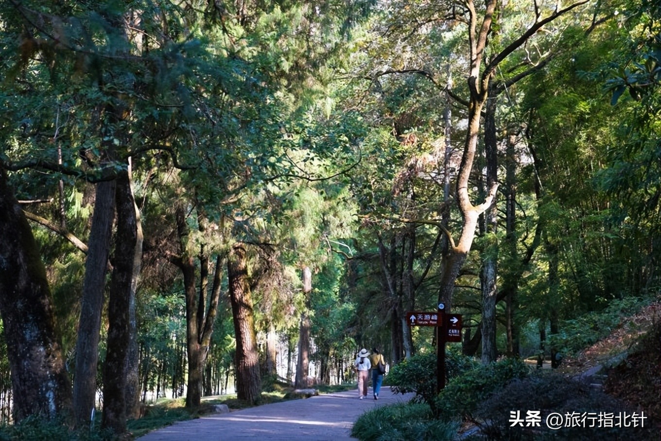 福建旅游攻略武夷山,福建武夷山旅游攻略一日游