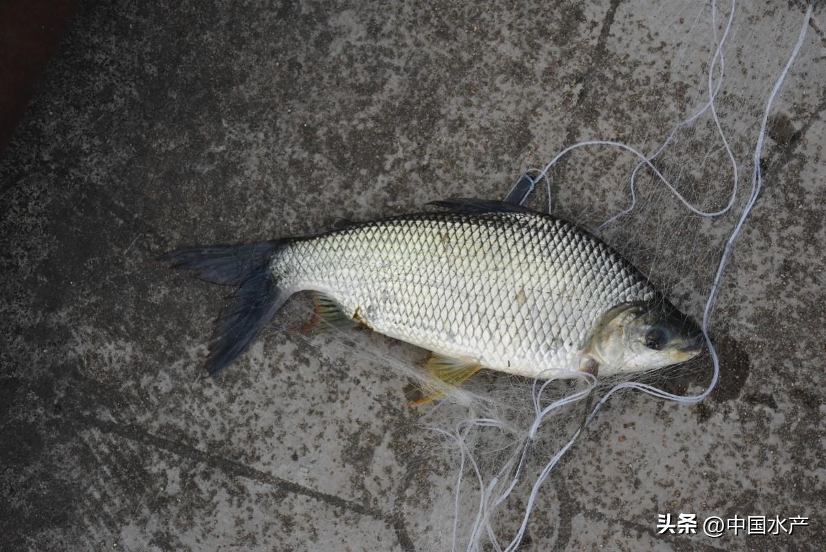 水生外来物种入侵防控工作方案,水生动物防疫