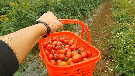 金湾农作物特产是什么呢,金湾区特产推荐