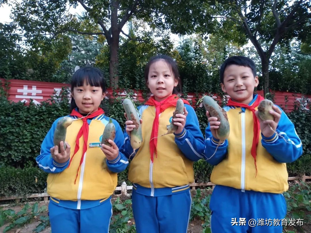 挖红薯、摘柿子、拔花生……看，潍坊学子在劳动中感受秋天