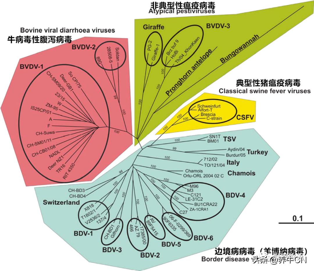 犊牛健康|揭发牛群中的“害群之牛”
