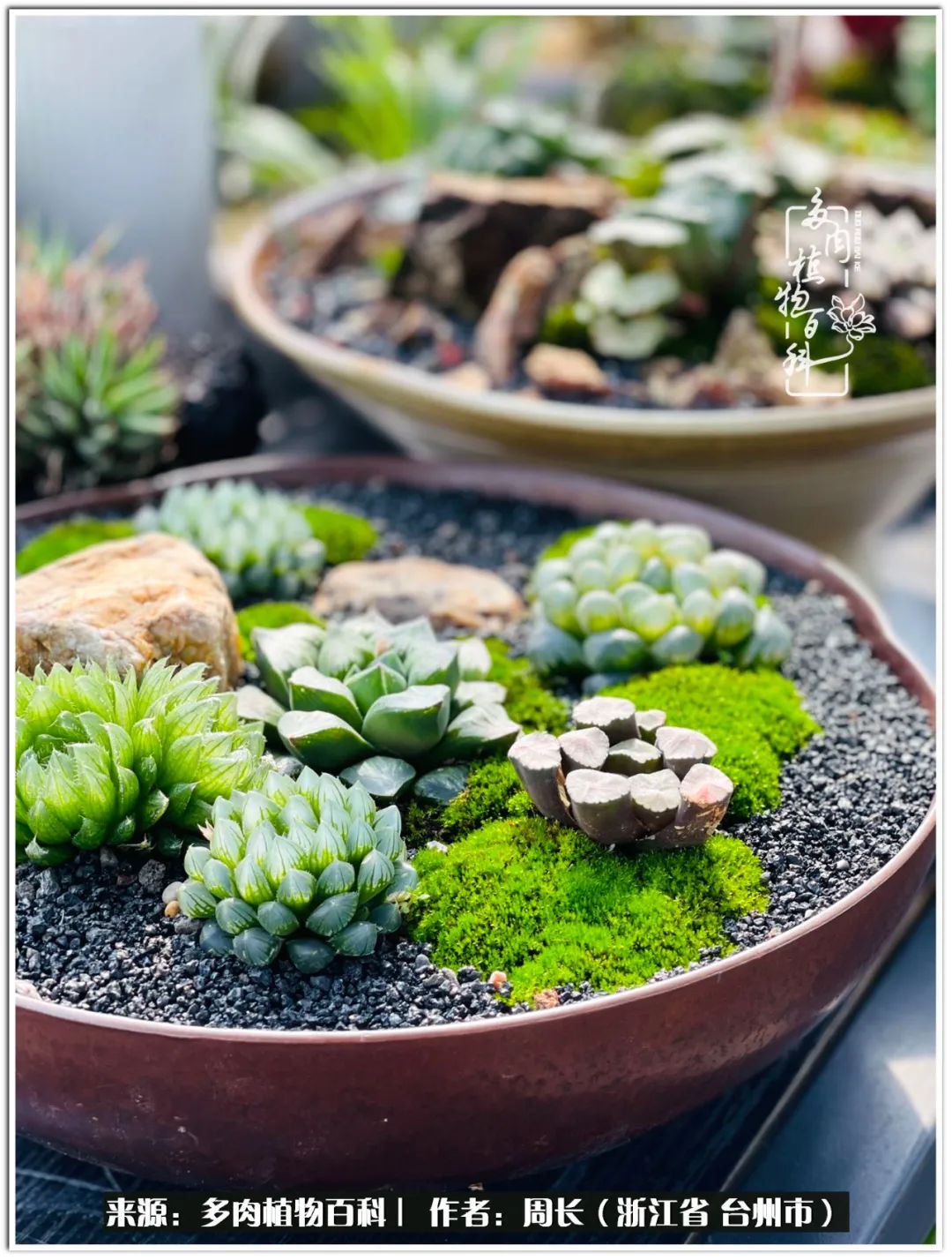 云南树脂粘土多肉组合拼盘创意,多肉拼盘的五个要点是什么