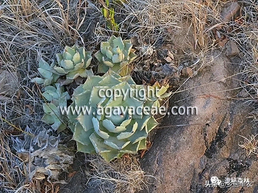 龙舌兰难养的品种,金边龙舌兰品种大全