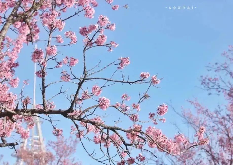 开了！开了！昆明陷入樱花海，粉色海洋铺天盖来袭