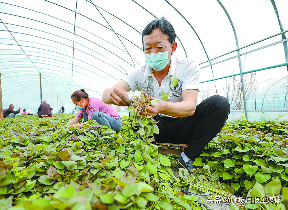 乡村变美产业变强,村美民富和谐