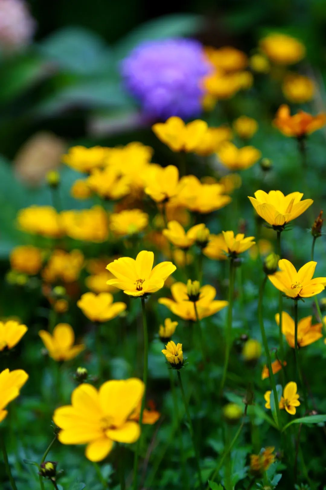 2022春节免门票景区漳州,漳州景区门票优惠政策文件