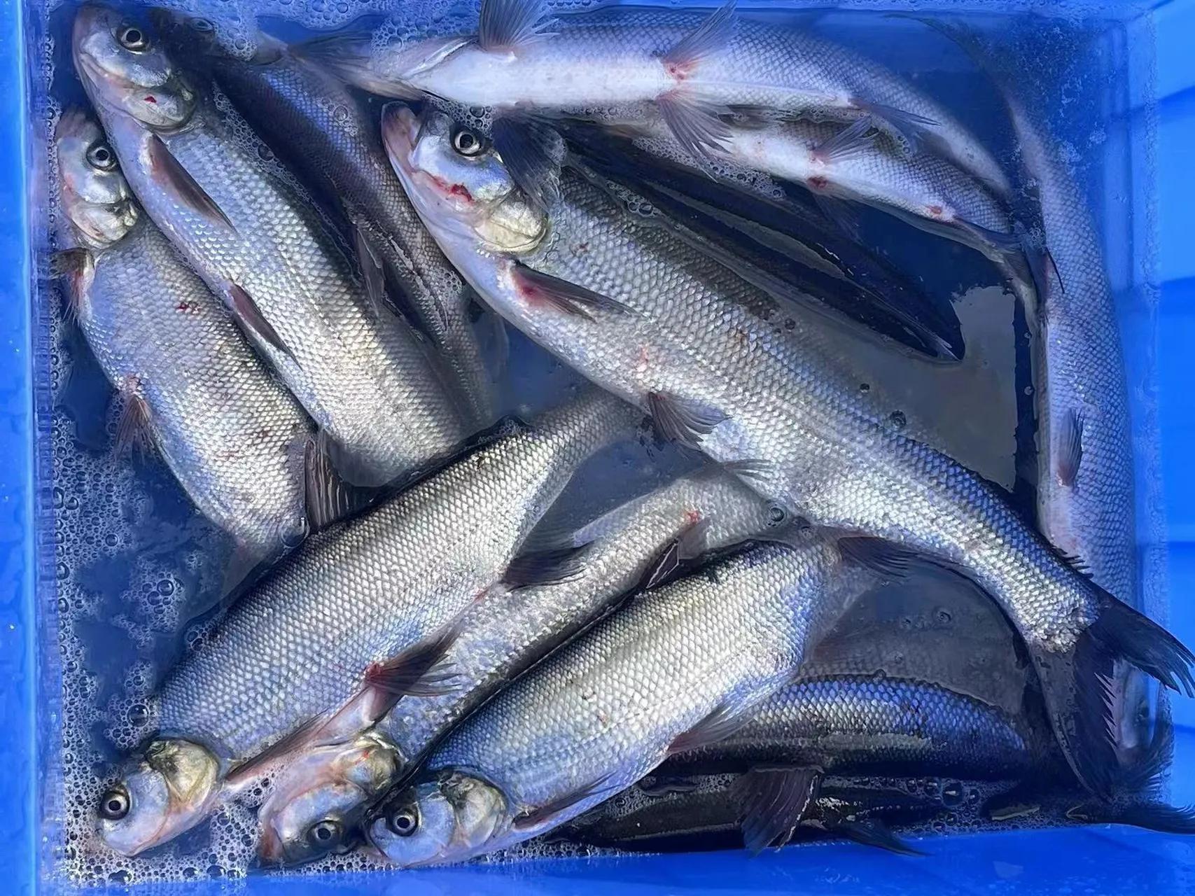 路亚野钓大师被抓,路亚泥鳅钓鱼抓到了会怎么样