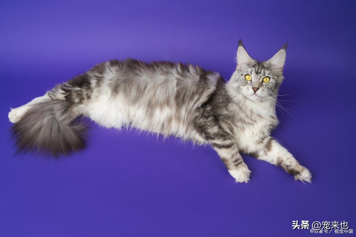 缅因猫在哪买最合适,6个月缅因猫转让