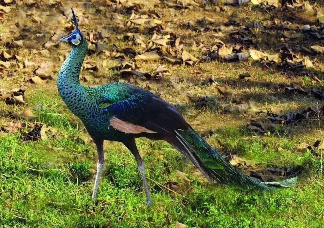 人工繁育孔雀,古老品系孔雀鱼养殖方法