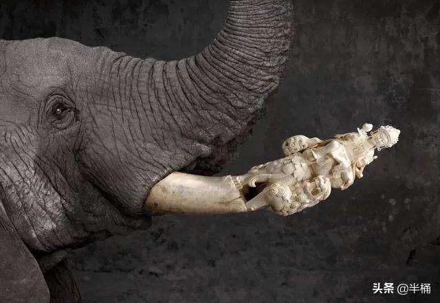 为什么不允许从死大象上取象牙,为什么不拿死大象的象牙