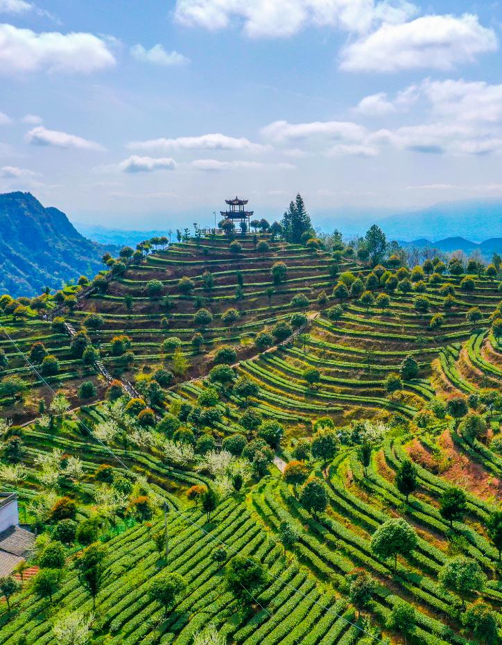 湖北春茶,湖北春茶叫什么