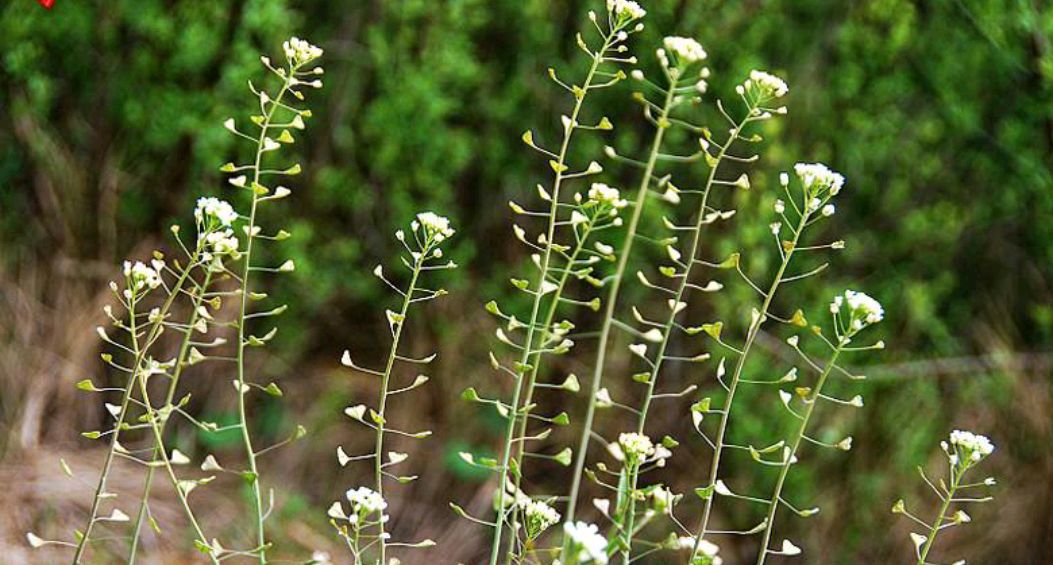 清明期间开的野花有哪些,清明节野花