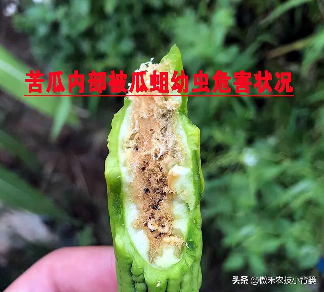 白酒能治瓜果蔬菜虫的方法,瓜果开始结果就有虫咬怎么办