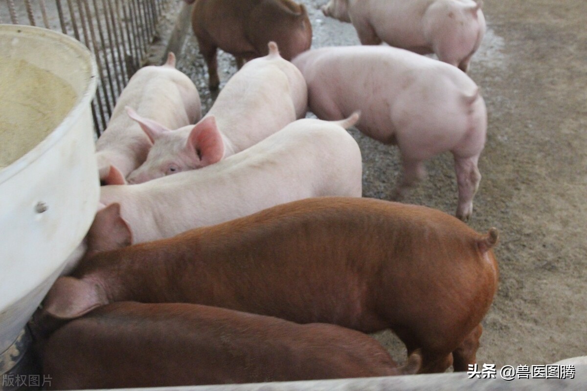 猪便秘不吃食最佳方法,猪便秘几天不吃料是怎么回事