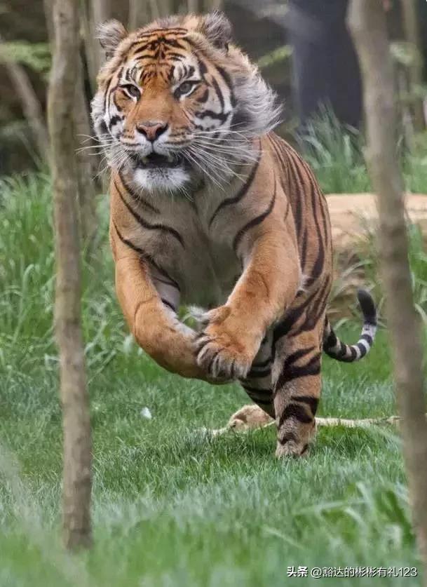 难得一见绝美一清二楚郁金香壁纸,难得一见雪景壁纸