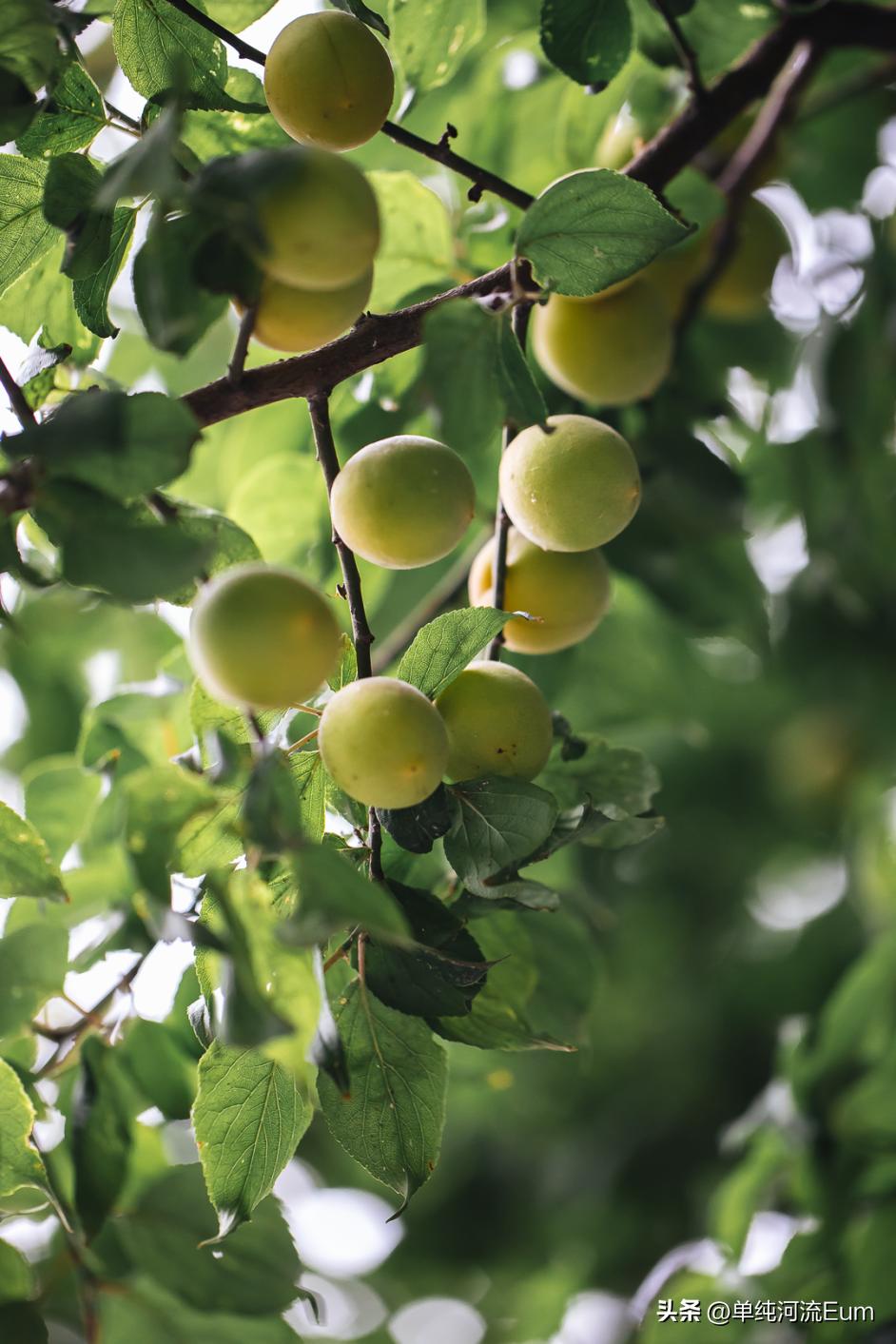 仙林南京,真正的南京仙林