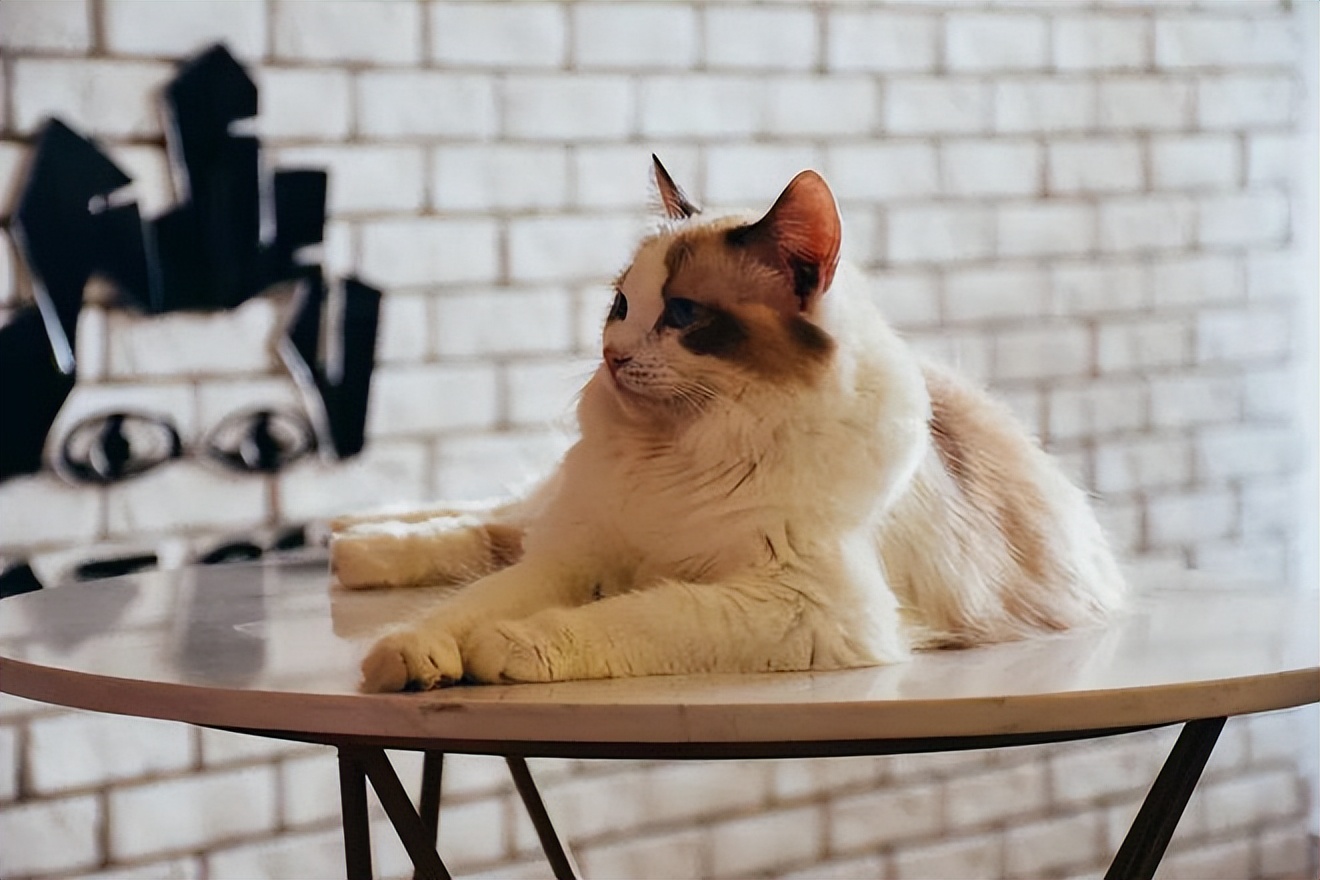 养猫注意些什么对人有什么危害,猫怎么养新手养猫需注意4大问题