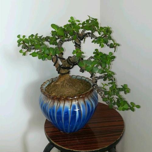 金枝玉叶做盆景的方法,金枝玉叶如何培养成盆景