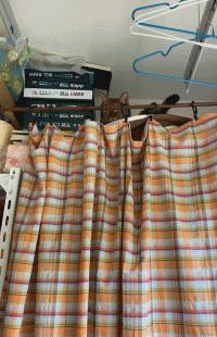 你以为你养的中华田园猫,家里养了中华田园猫