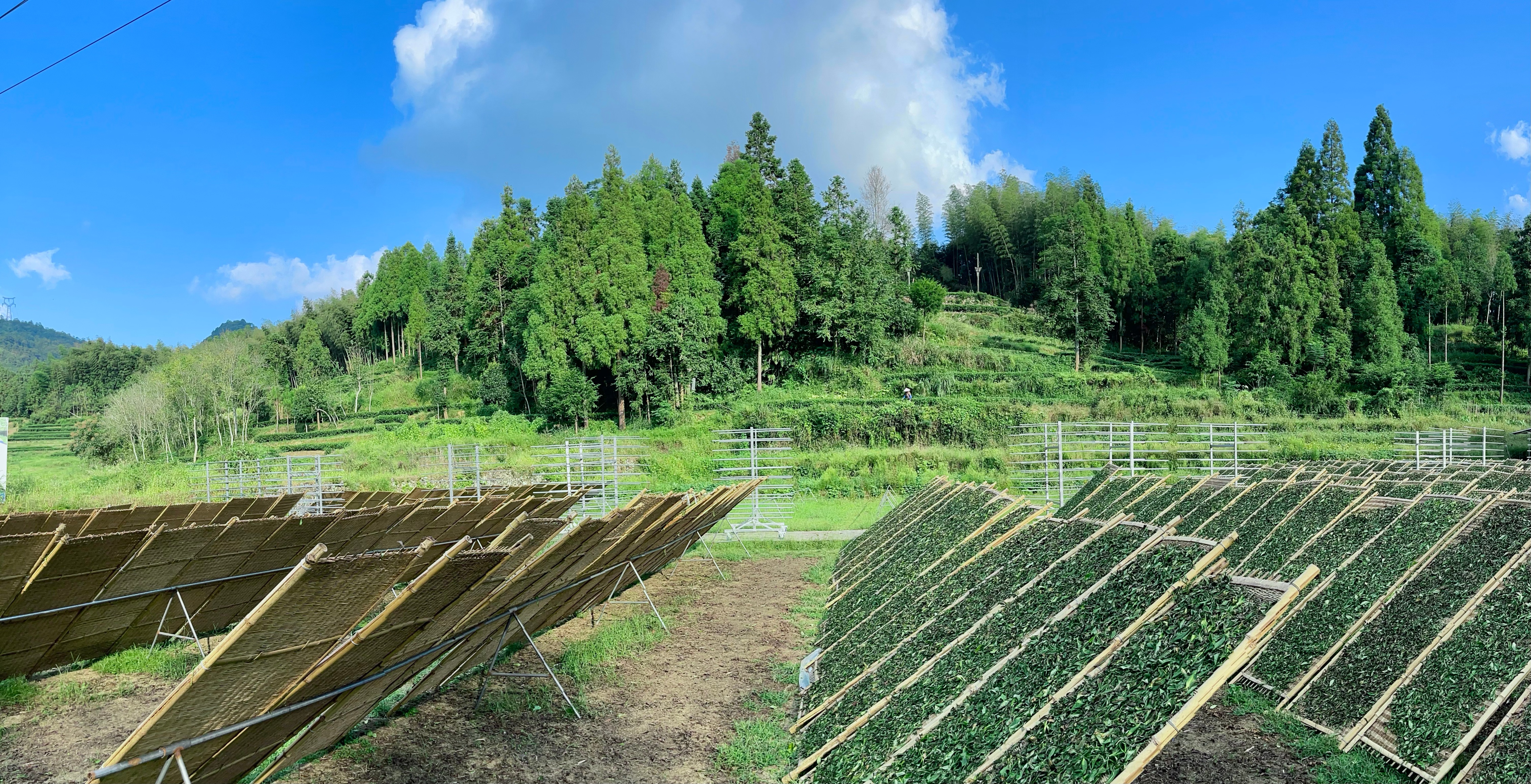 福鼎白茶寿眉如何介绍的,福鼎白茶和寿眉的区别